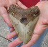 One Megalodon Fossil Shark Tooth (Carcharocles megalodon) measuring 4-3/4 inches long - You are buying the one in the picture for $95.00