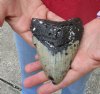 One Huge Megalodon Fossil Shark Tooth (Carcharocles megalodon) measuring 5 inches long - You are buying the one in the picture for $140.00