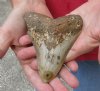 One Megalodon Fossil Shark Tooth (Carcharocles megalodon) measuring 4-3/4 inches long - You are buying the one in the picture for $90.00