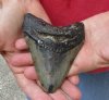 One Megalodon Fossil Shark Tooth (Carcharocles megalodon) measuring 4-3/8 inches long - You are buying the one in the picture for $90.00