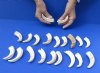 20 piece lot of 3 inch Warthog Tusks, Ivory for Carving (You are buying the tusks shown) for $75/lot