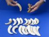 20 piece lot of 4 inch Warthog Tusks, Ivory for Carving (You are buying the tusks shown) for $100/lot