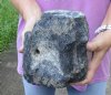 Fossil Whale Vertebra bone measuring approximately 6-3/4 x 6 inches. You are buying the whale bone pictured for $80