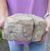 Fossil Whale Vertebra bone (repaired) measuring approximately 8 x 6 inches. You are buying the whale bone pictured for $80