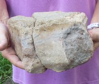 Fossil Whale Vertebra bone (repaired) measuring approximately 8 x 6 inches. You are buying the whale bone pictured for $40
