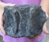 Fossil Whale Vertebra bone measuring approximately 7-1/4 x 5-1/2 inches. You are buying the whale bone pictured for $90.00