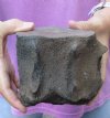 Fossil Whale Vertebra bone measuring approximately 5-1/2 x 4-3/4 inches. You are buying the whale bone pictured for $32
