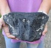 Fossil Whale Vertebra bone measuring approximately 9-1/4 x 5-1/2 inches. You are buying the whale bone pictured for $90.00