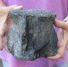 Fossil Whale Vertebra bone measuring approximately 6-1/2 x 5-1/2 inches. You are buying the whale bone pictured for $90.00