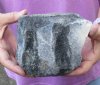 Fossil Whale Vertebra bone measuring approximately 5-1/2 x 4-1/2 inches. You are buying the whale bone pictured for $30