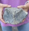 Fossil Whale Vertebra bone measuring approximately 6-3/4 x 4 inches. You are buying the whale bone pictured for $30