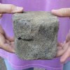 Fossil Whale Vertebra bone measuring approximately 4 x 4 inches. You are buying the whale bone pictured for $24