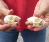 Two North American Grey Squirrel Skulls 2-1/4 inches - You are buying the squirrel skulls shown for $35/lot