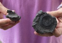 2 pc lot of Fossil Vertebrae pieces measuring approximately 3-1/2 to 5 inches. You are buying the fossil vertebrae pieces pictured for $30/lot