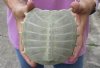 Softshell turtle shell, cleaned shell bone 5-1/4"x5" - you are buying the soft shell turtle shell pictured for $30