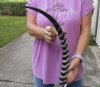 20 inch Polished Waterbuck Horn for Sale (You are buying the horn in the photos) for $35