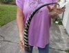 21 inch Polished Waterbuck Horn for Sale (You are buying the horn in the photos) for $35
