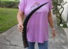 23 inch Polished Waterbuck Horn for Sale (You are buying the horn in the photos) for $40
