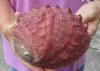 Natural Rainbow (Ruff back) Abalone Shell for Shell decor 6-1/2 inches wide, commercial grade - You are buying the shell pictured for $14
