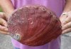 Natural Red Abalone Shell for Shell decor 7-3/4 inches wide, commercial grade - You are buying the shell pictured for $22
