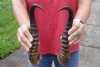 Matching pair of Male Springbok horns measuring 12-3/4 inches - You are buying the horns shown for $22/lot
