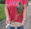 African Green Pigeon (Treron calvus) full mount with wood base, 14-1/4 inches tall - You are buying the pigeon mount pictured for $230.00