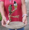 2 Gouldian Finch Birds Mounted on a wood base. You are buying the mount pictured for $230.00