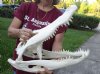 20 inch A grade Florida Alligator Skull from an estimated 11 foot Florida gator - You are buying the gator skull shown for $225 (Small hole)