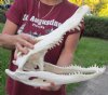 16-3/4 inch Florida Alligator Skull from an estimated 9 foot gator - You are buying the gator skull shown for $130.00