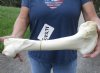 16 inch Water Buffalo femur (Bubalus bubalis) leg bone - Review all photos - you are buying the buffalo leg bone pictured for $20