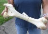 14-3/4 inch Water Buffalo femur (Bubalus bubalis) leg bone - Review all photos - you are buying the buffalo leg bone pictured for $20