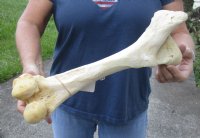 15-1/2 inch Water Buffalo femur (Bubalus bubalis) leg bone - Review all photos - you are buying the buffalo leg bone pictured for $20