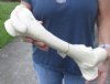 15-3/4 inch Water Buffalo femur (Bubalus bubalis) leg bone - Review all photos - you are buying the buffalo leg bone pictured for $20
