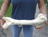 17-1/4 inch Water Buffalo femur (Bubalus bubalis) leg bone - Review all photos - you are buying the buffalo leg bone pictured for $20