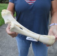 15 inch Water Buffalo radius (Bubalus bubalis) leg bone - Review all photos - you are buying the buffalo leg bone pictured for $18