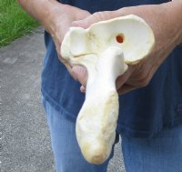 15 inch Water Buffalo radius (Bubalus bubalis) leg bone - Review all photos - you are buying the buffalo leg bone pictured for $18