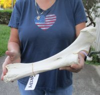 15-3/4 inch Water Buffalo radius (Bubalus bubalis) leg bone - Review all photos - you are buying the buffalo leg bone pictured for $18