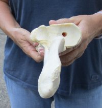15-3/4 inch Water Buffalo radius (Bubalus bubalis) leg bone - Review all photos - you are buying the buffalo leg bone pictured for $18