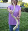 38 inch South African Kudu Inner Horn Core - You are buying the horn core shown in the photos for $28