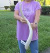 28 inch South African Polished Kudu Inner Horn Core (Broken tip). (You are buying the horn core shown in the photos) for $22