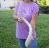 31 inch South African Polished Kudu Inner Horn Core (Broken tip). (You are buying the horn core shown in the photos) for $24
