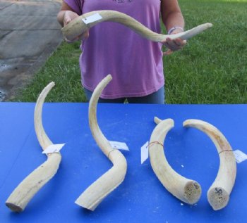 White Kudu Inner Horn Cores