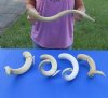 5 piece lot of #2 Grade South African Kudu Inner Horn Cores 20 to 24 inches - You are buying the horn cores shown in the photos for $40/lot