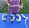 5 piece lot of #2 Grade South African Kudu Inner Horn Cores 23 to 25 inches - You are buying the horn cores shown in the photos for $40/lot
