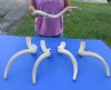 5 piece lot of #2 Grade South African Kudu Inner Horn Cores 23 to 26 inches - You are buying the horn cores shown in the photos for $40/lot