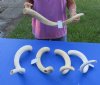 5 piece lot of #2 Grade South African Kudu Inner Horn Cores 21 to 26 inches - You are buying the horn cores shown in the photos for $40/lot