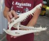 A-Grade Nile crocodile skull from Africa measuring 12-3/4 inches long and 5-1/2 inches wide (off white in color) - you are buying the Nile crocodile skull pictured for $200 (Cites #223756)
