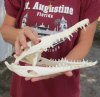 A-Grade Nile crocodile skull from Africa measuring 11-3/4 inches long and 5-1/4 inches wide (off white in color) - you are buying the Nile crocodile skull pictured for $175 (Cites #223756)