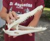 A-Grade Nile crocodile skull from Africa measuring 12-1/4 inches long and 5-1/4 inches wide (off white in color) - you are buying the Nile crocodile skull pictured for $200 (Cites #223756)
