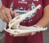 A-Grade Nile crocodile skull from Africa measuring 8-3/4 inches long and 3-1/2 inches wide (off white in color) - you are buying the Nile crocodile skull pictured for $120 (Cites #223756)